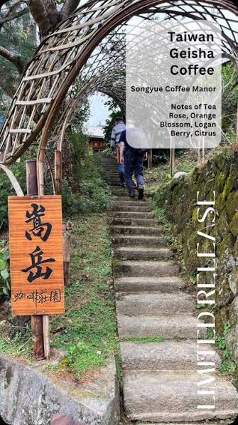 Nantou - Forest Single Origin Coffee & Return